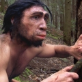 Homo erectus.jpg